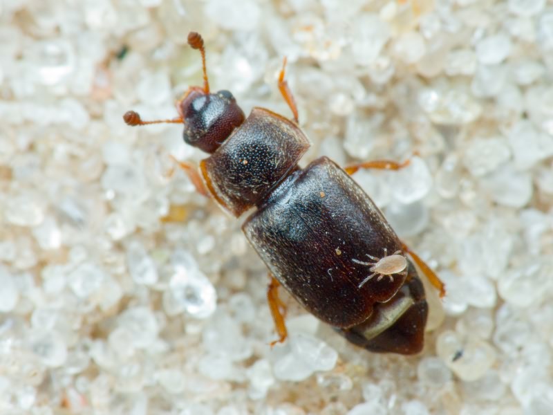 Nitidulidae Latreille, 1802